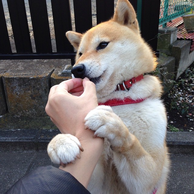 _尼克斯新星爆发,平地一声雷_,尼克斯有意