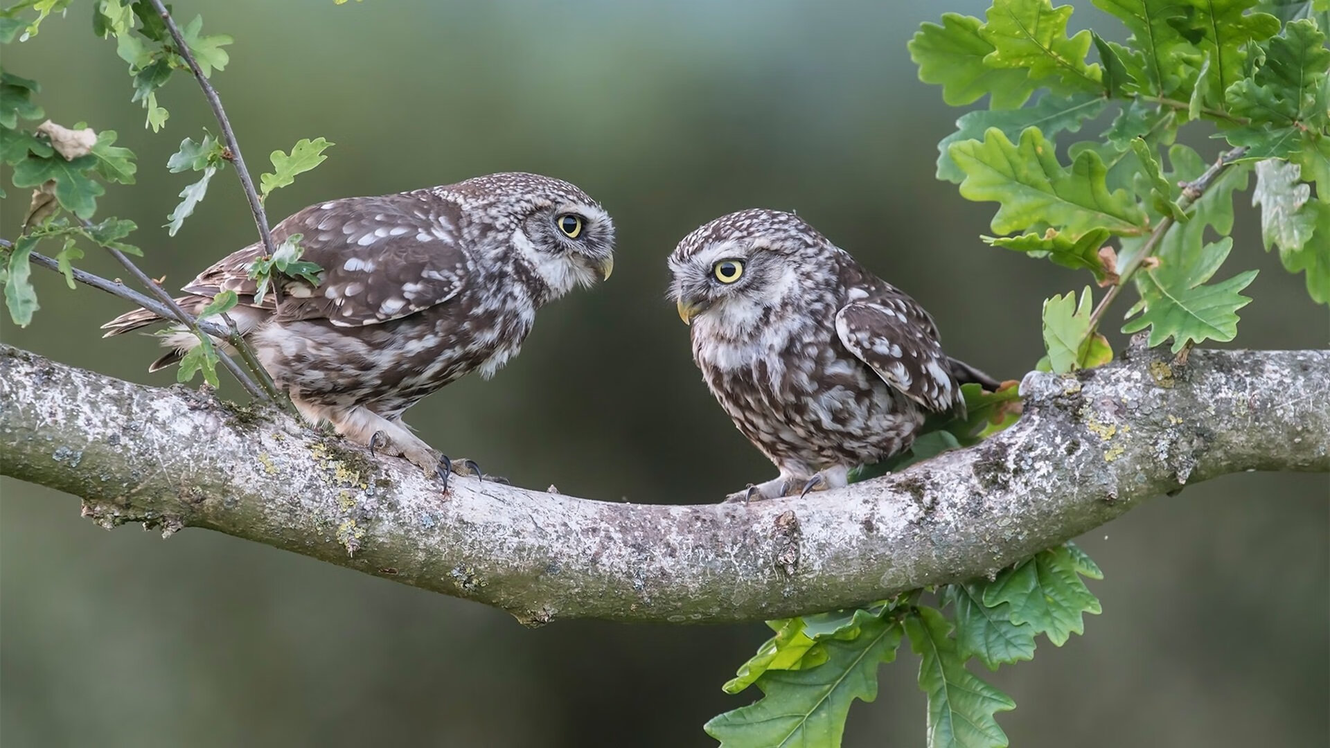 _山地野营运动会：在自然中追寻梦想_，山地运动旅游