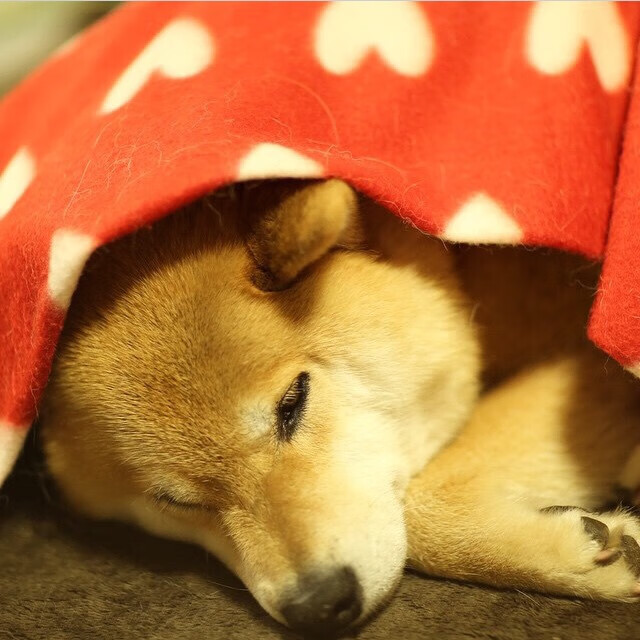 _魔术队追逐梦想,不断迈向高峰_,魔术队魔术师