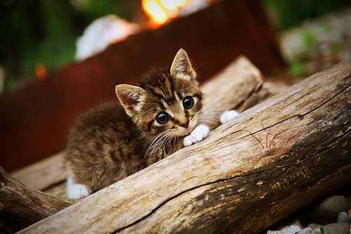 “未来之星:潜力无限的年轻球员揭秘”,未来之星指什么人物