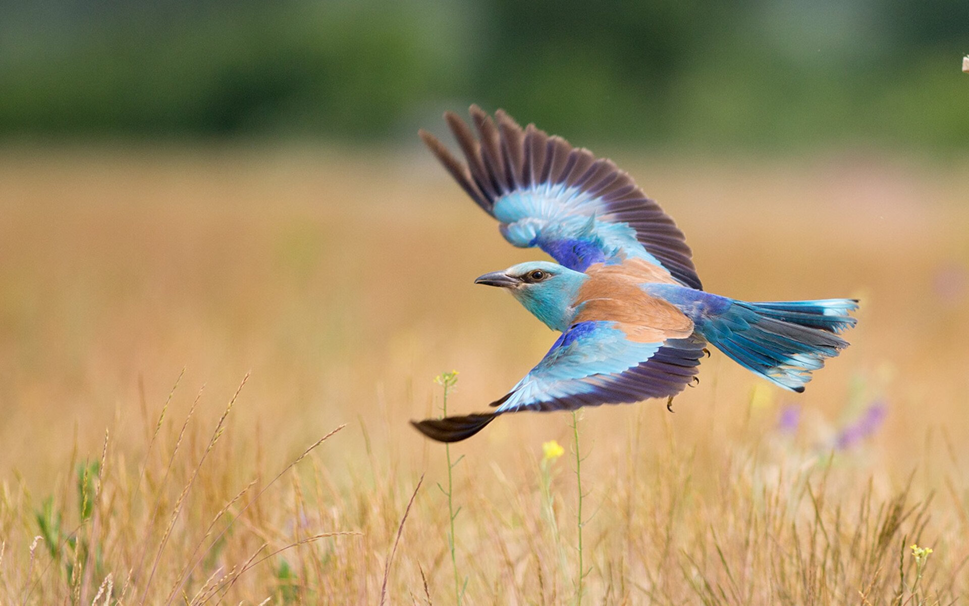 【震撼】伊朗雪地“吊射”惊呆裁判,全场沸腾,伊朗下雪